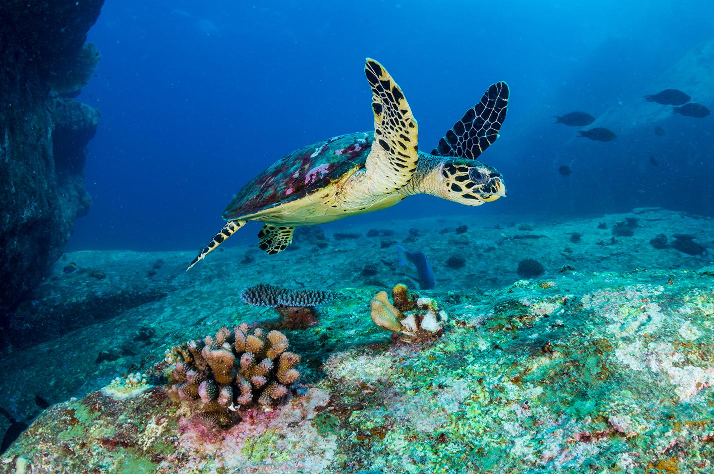 Sea turtle in the water of St. Croix, US Virgin Islands