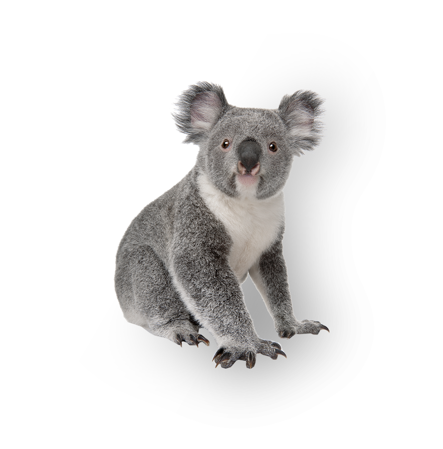 Koala, native to Sydney Australia