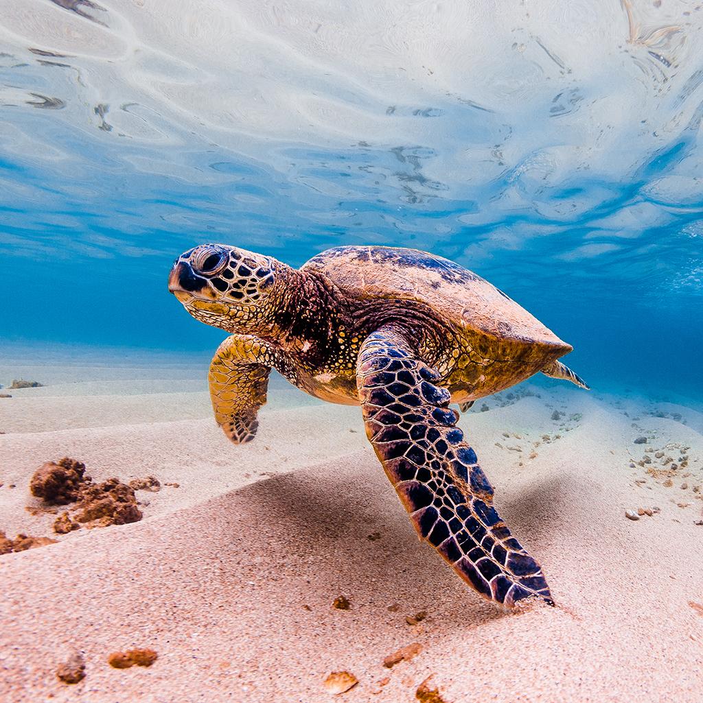 Sea turtle in the waters of the Big Island of Hawaii