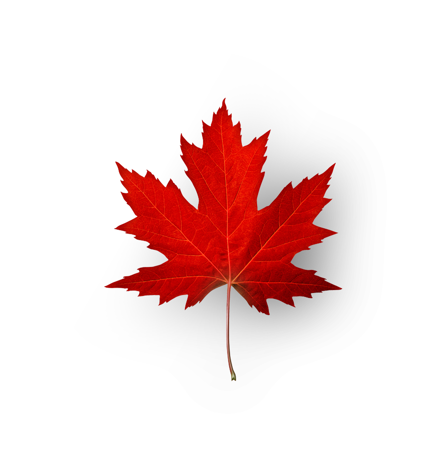 Canadian red maple leaf