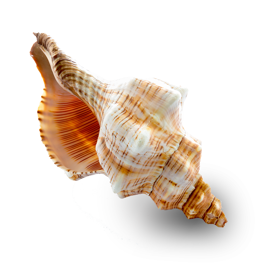 Conch shell in Turks and Caicos