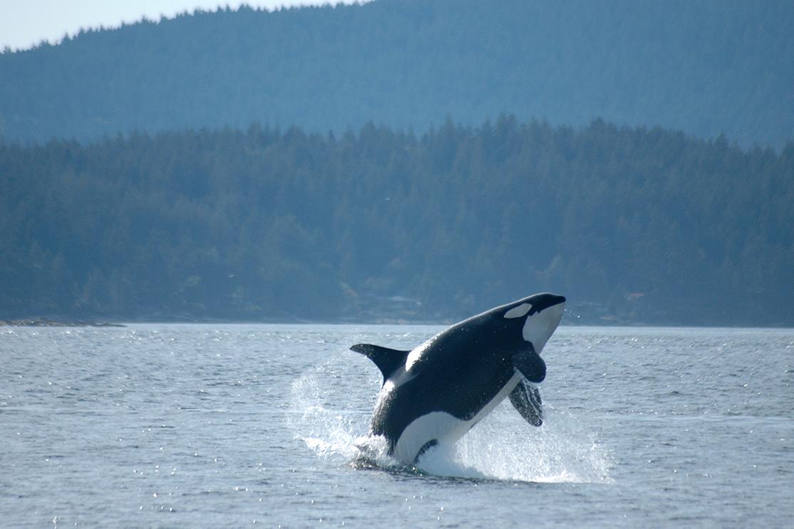 Experience orcas jumping and other marine life on Washington state’s coast