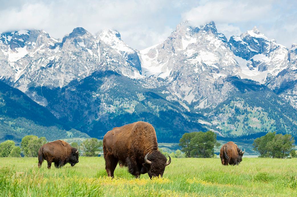 Experience mountains, plains, and American bison in Wyoming