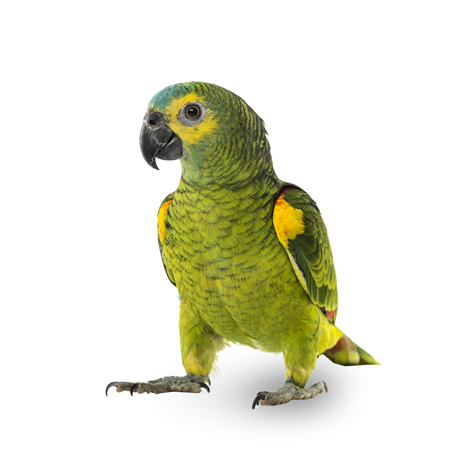 Amazon parrot in Bonaire
