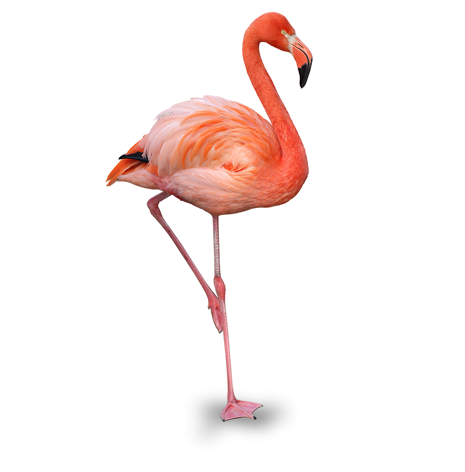 Flamingo British Virgin Islands