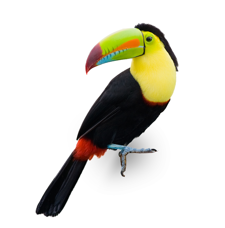 Costa Rican toucan
