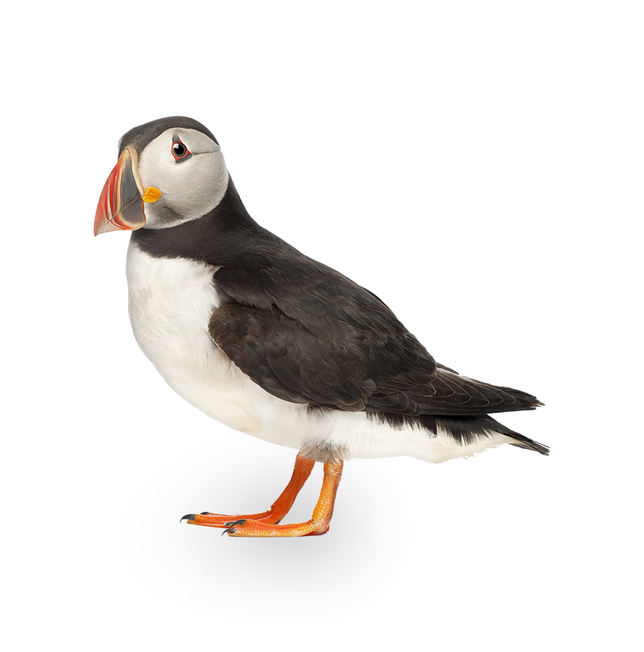 Icelandic Puffin