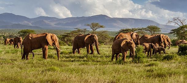 African Safari Adventure