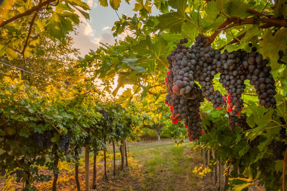 Napa Valley grape harvest