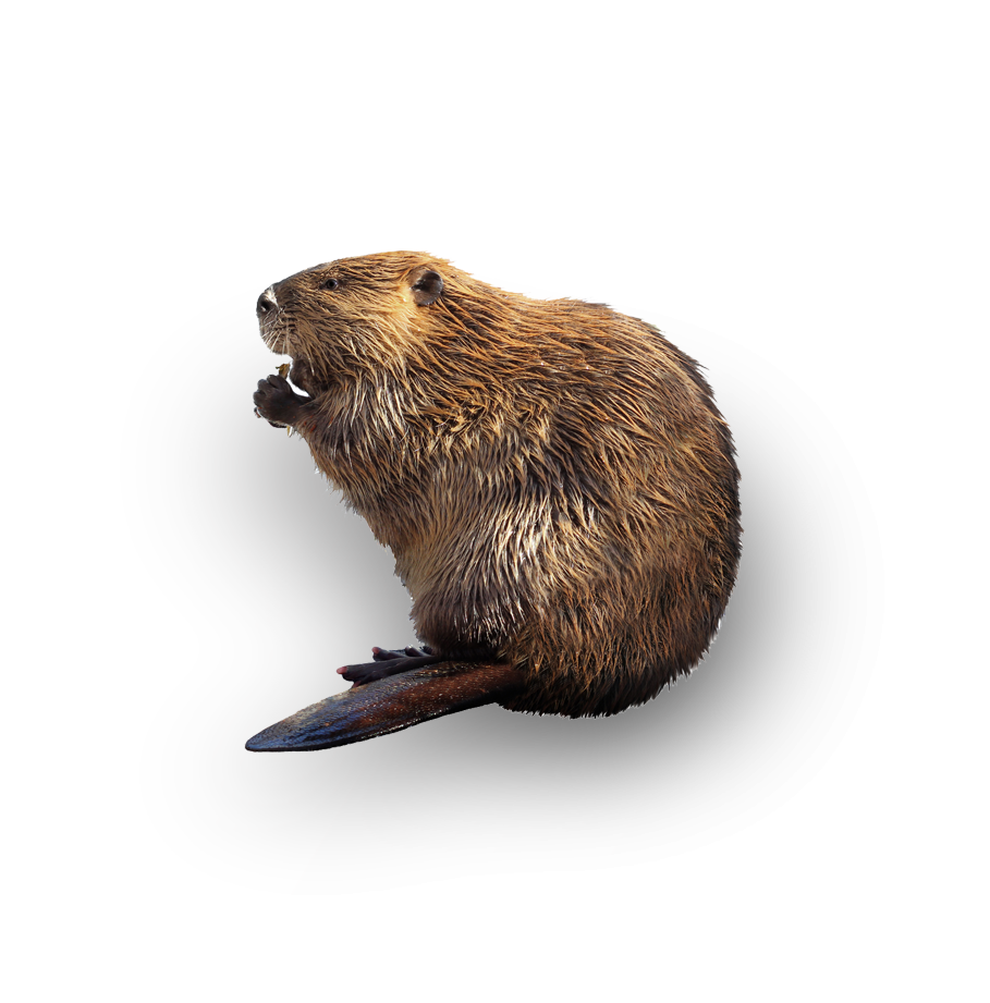 A beaver, native to Portland Oregon
