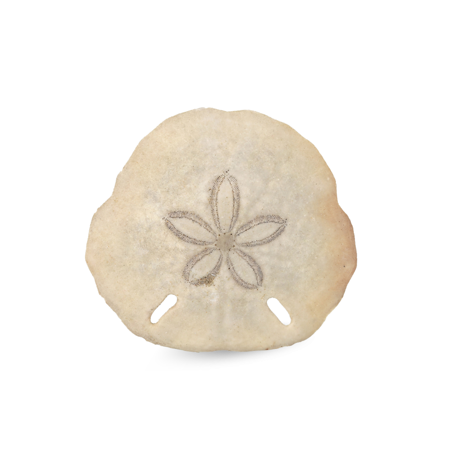 A sand dollar from the beach in Providenciales