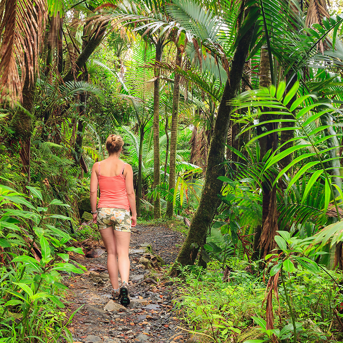 Forest excursions in Puerto Rico