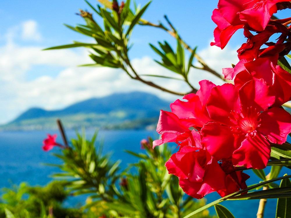 Flora & fauna of St. Kitts & Nevis