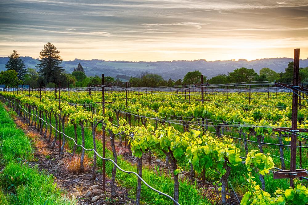 Sonoma, California vineyard