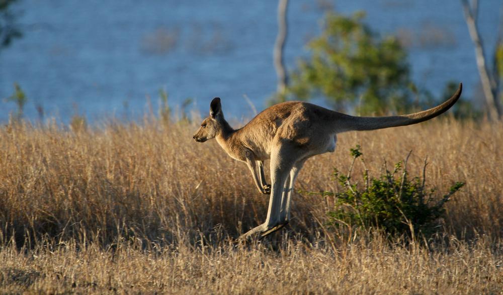Kangaroo down under