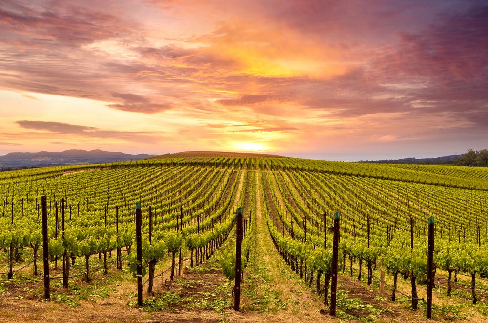 Sonoma vineyard in fall