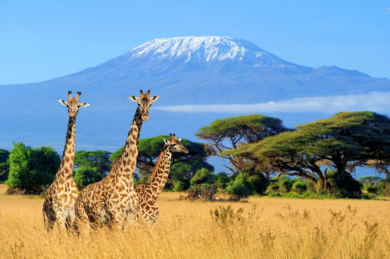Views of Mount Kilimanjaro on Tanzania tours
