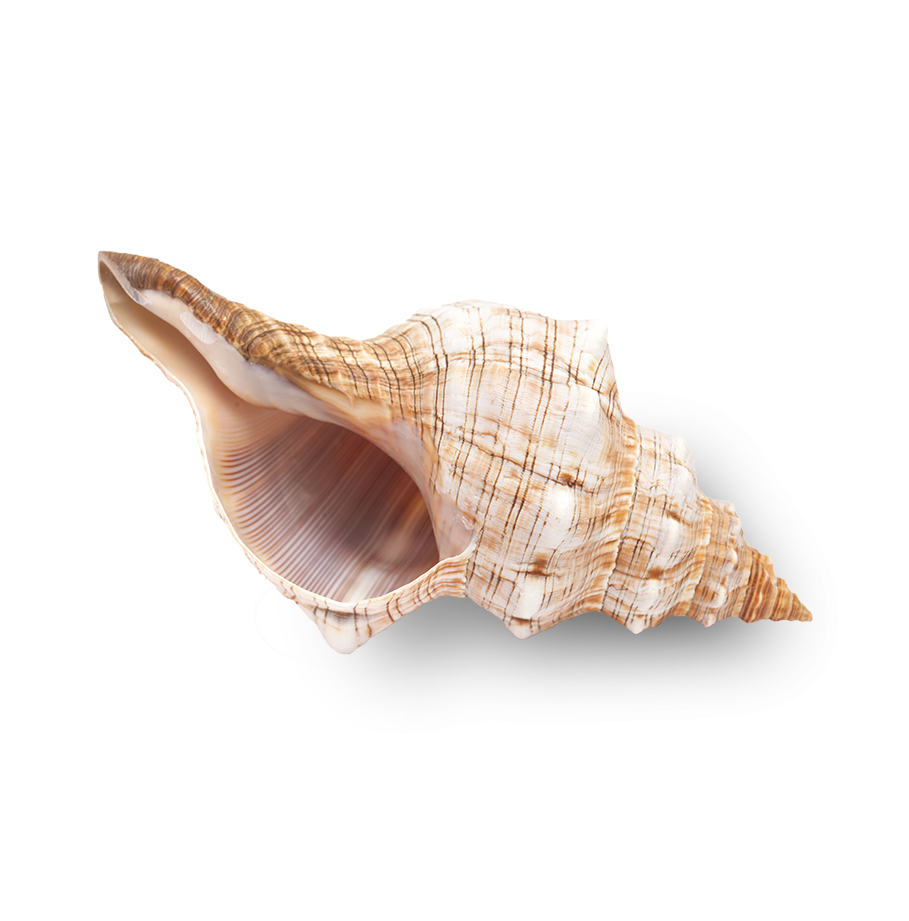Conch shell from the US Virgin Islands